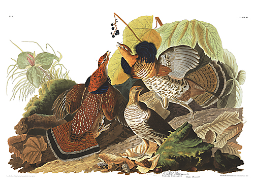 Ruffed Grouse